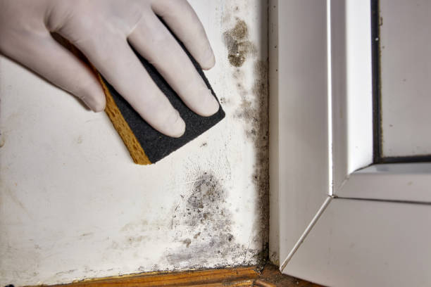Best Mold Remediation for Healthcare Facilities  in Pickens, MS