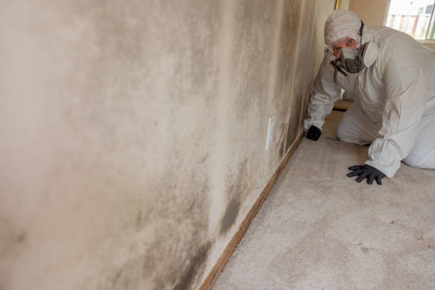 Best Black Mold Removal  in Pickens, MS